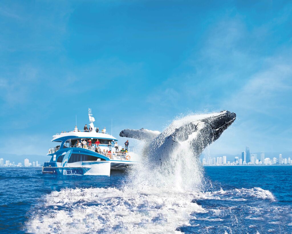 Whale Watching Tour